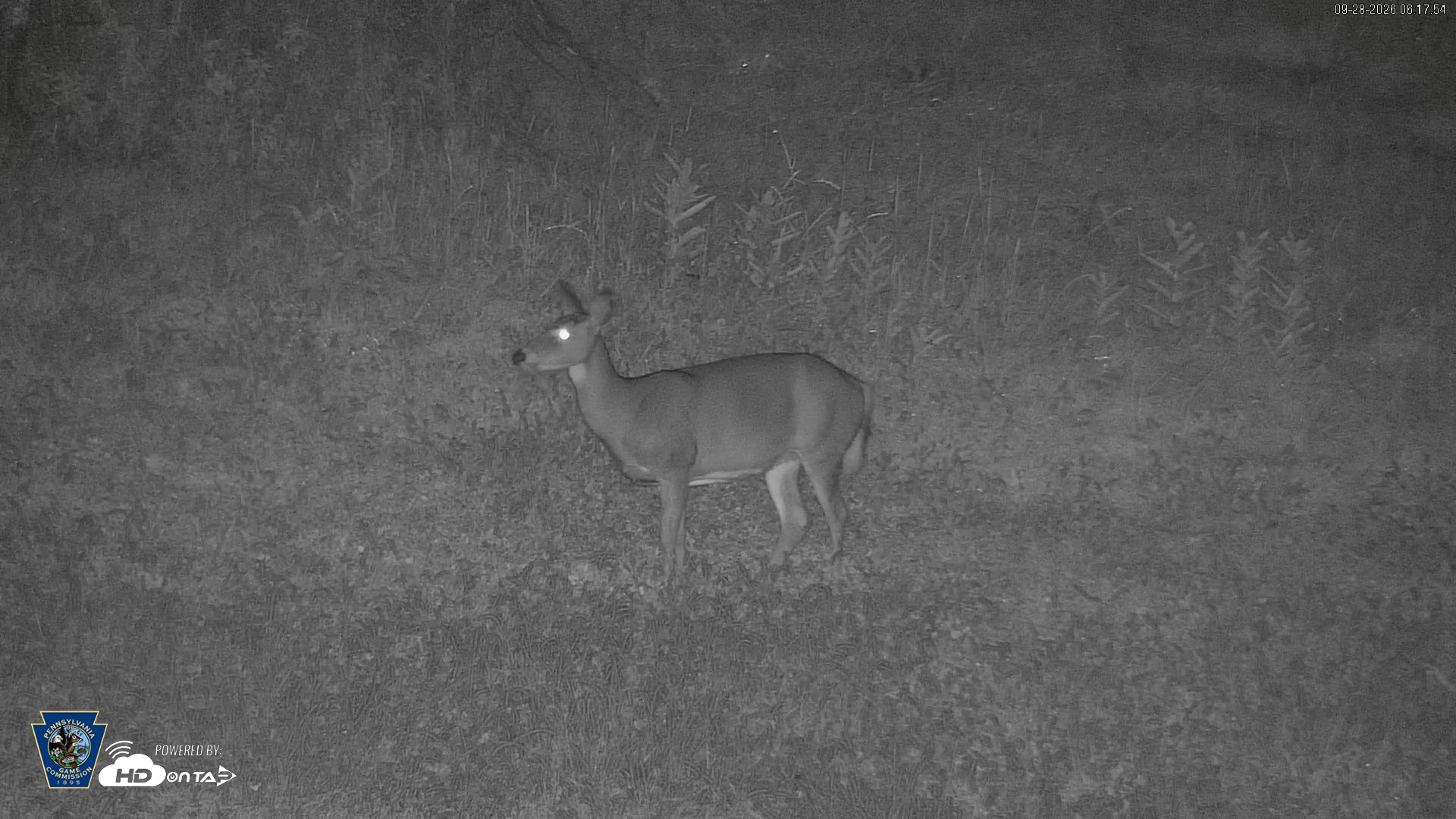 Snapshot of Pennsylvania Elk Live Webcam taken Sep 28, 2026, 6:18am EDT
