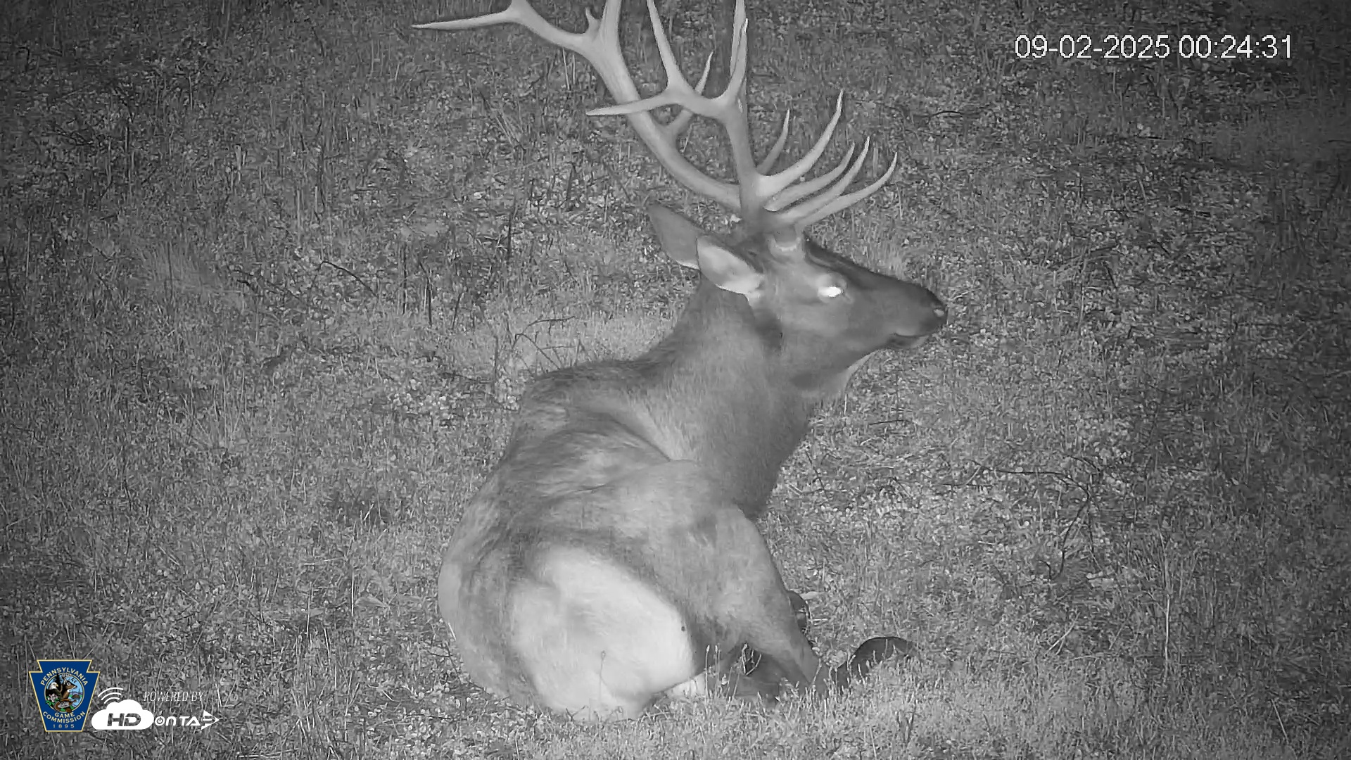 Snapshot of Pennsylvania Elk Live Webcam taken Sep 2, 2025, 12:25am EDT
