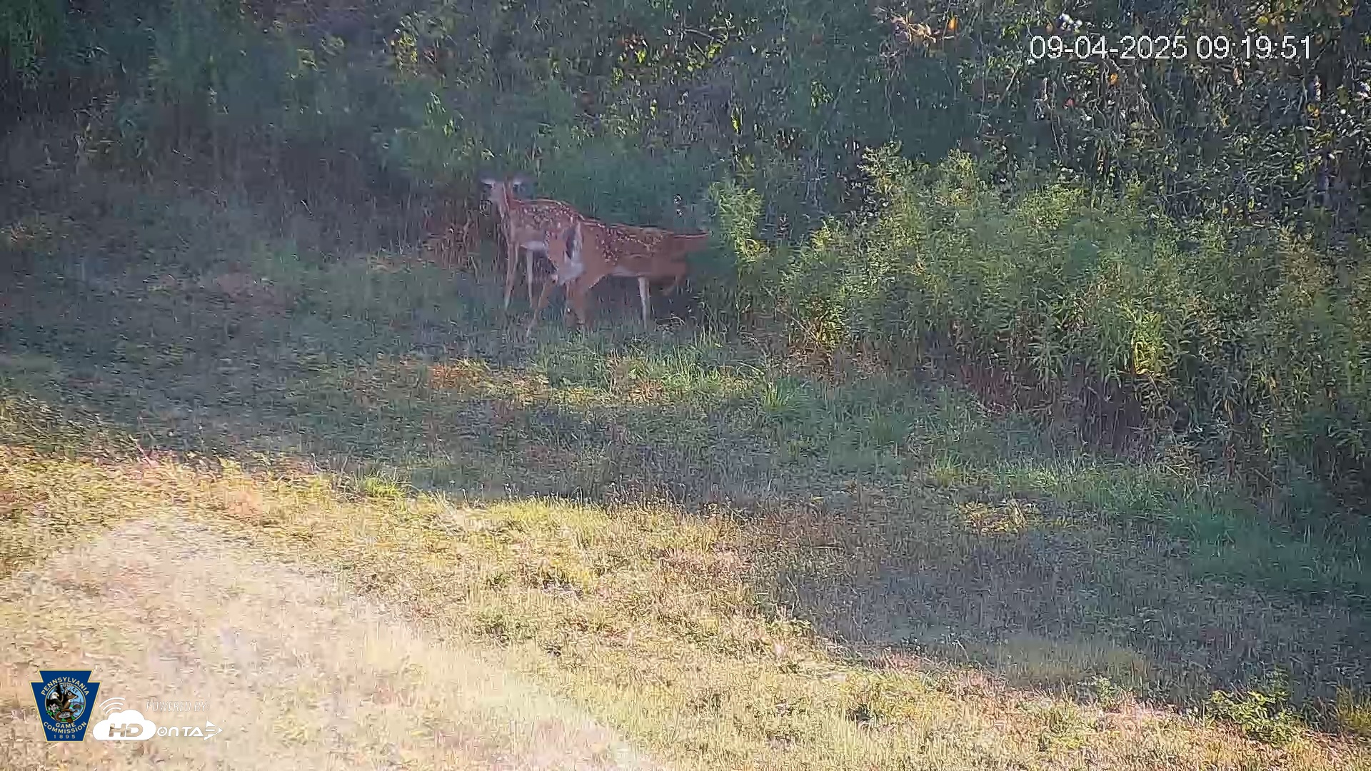 Snapshot of Pennsylvania Elk Live Webcam taken Sep 4, 2025, 9:20am EDT