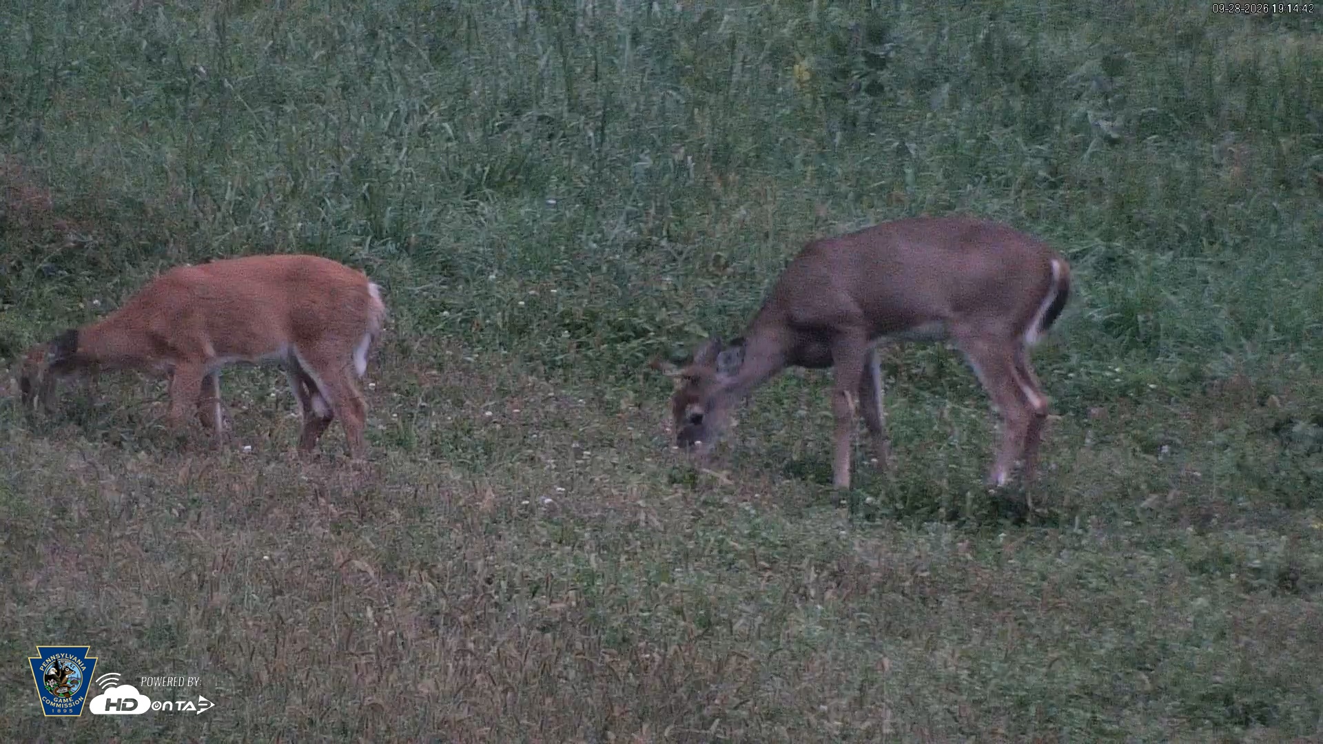 Snapshot of Pennsylvania Elk Live Webcam taken Sep 28, 2026, 7:15pm EDT