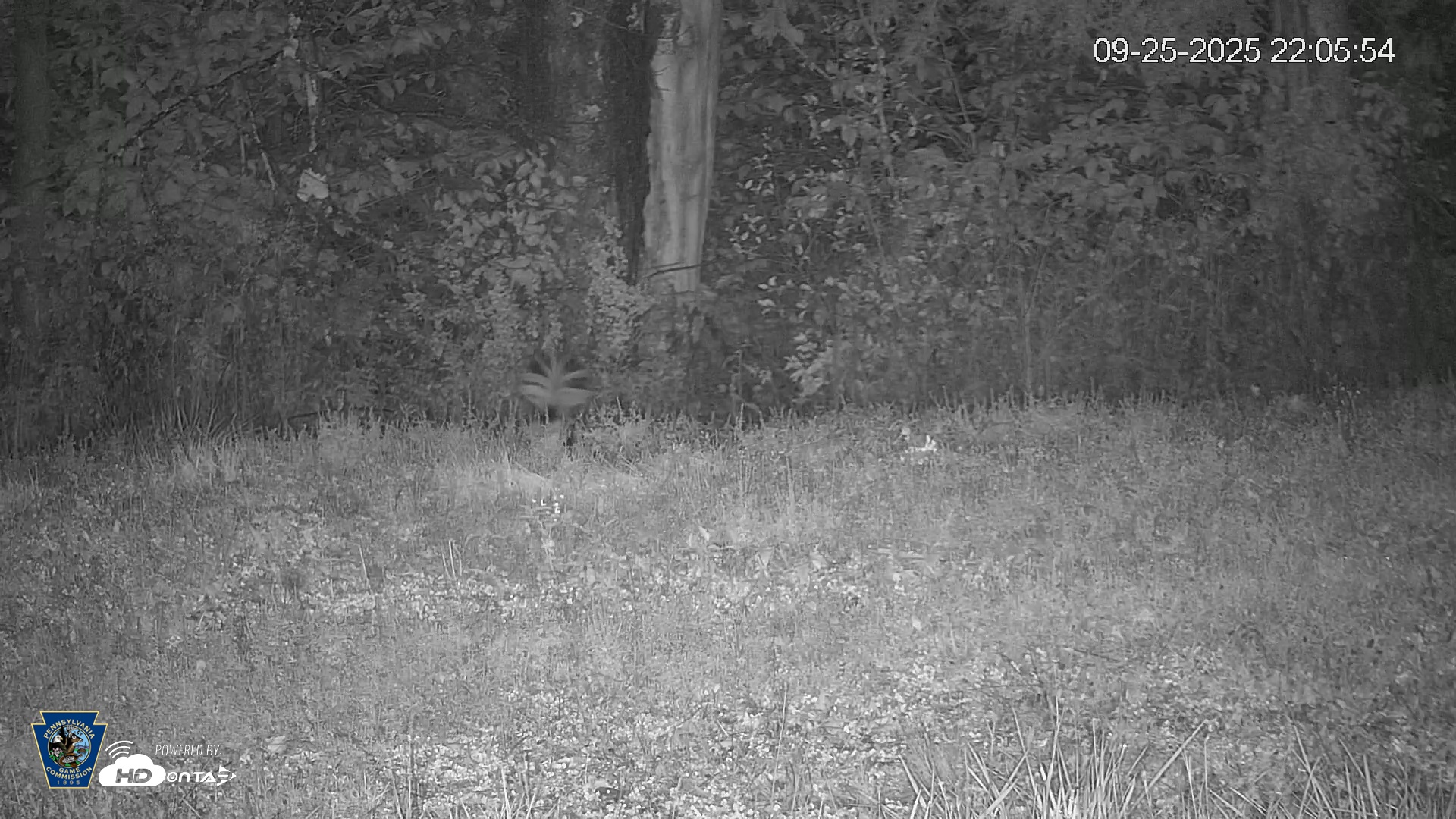 Snapshot of Pennsylvania Elk Live Webcam taken Sep 25, 2025, 10:06pm EDT