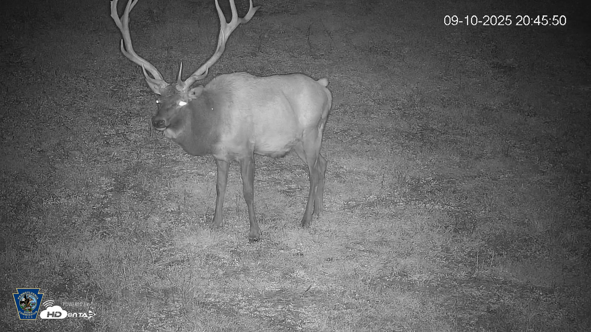Snapshot of Pennsylvania Elk Live Webcam taken Sep 10, 2025, 8:46pm EDT