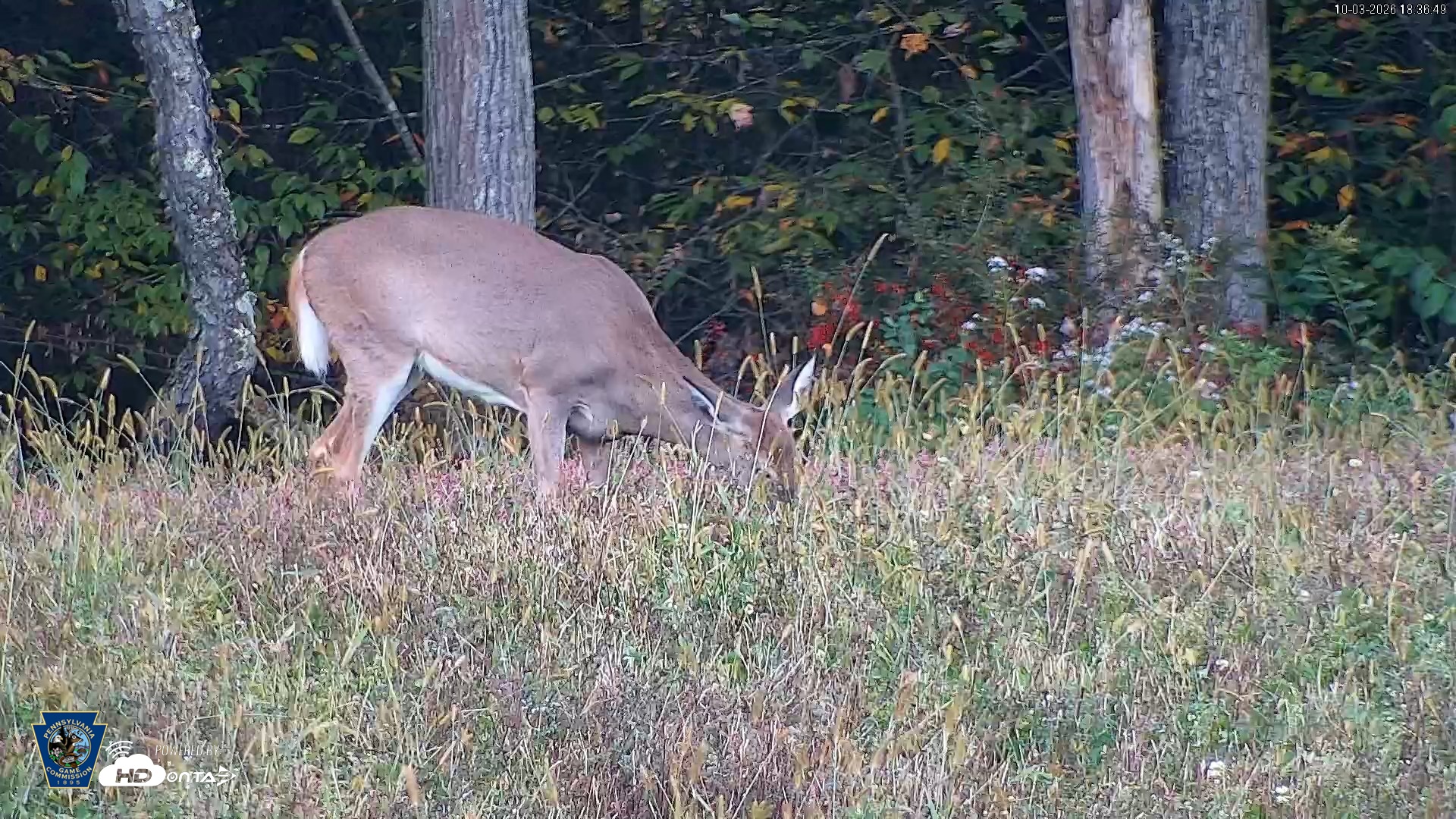 Snapshot of Pennsylvania Elk Live Webcam taken Oct 3, 2026, 6:37pm EDT