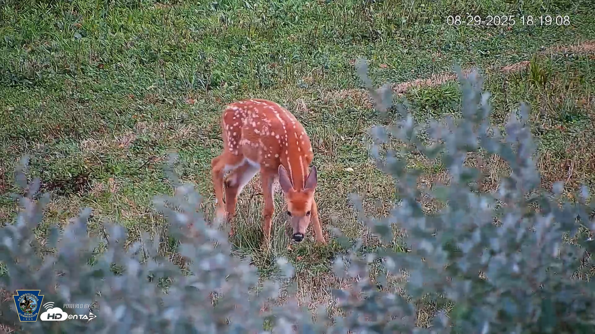Snapshot of Pennsylvania Elk Live Webcam taken Aug 29, 2025, 6:19pm EDT