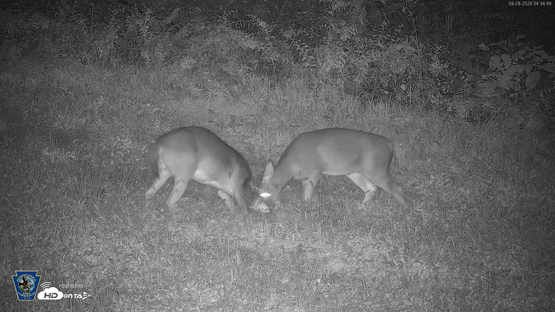 Snapshot of Pennsylvania Elk Live Webcam taken Sep 28, 2026, 4:35am EDT