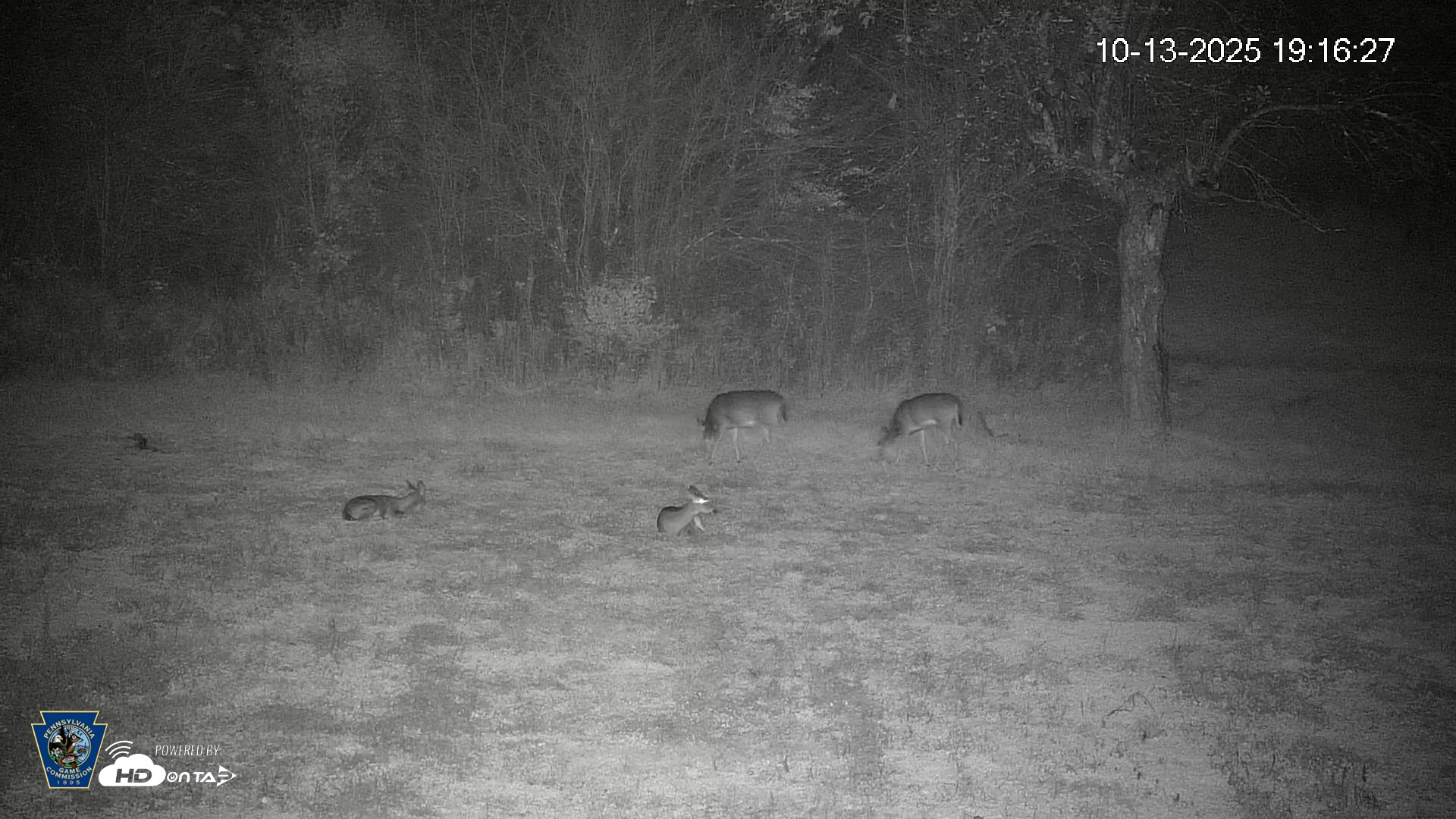 Snapshot of Pennsylvania Elk Live Webcam taken Oct 13, 2025, 7:17pm EDT