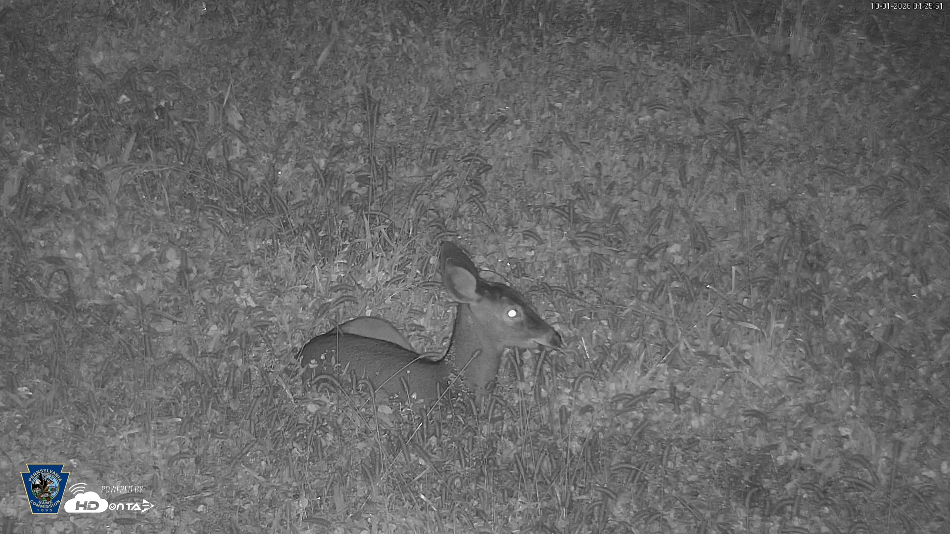 Snapshot of Pennsylvania Elk Live Webcam taken Oct 1, 2026, 4:26am EDT