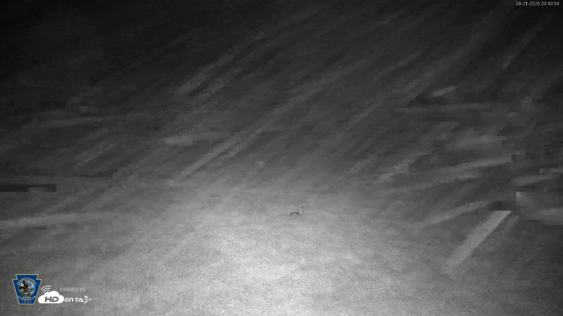 Snapshot of Pennsylvania Elk Live Webcam taken Aug 21, 2026, 3:43am EDT