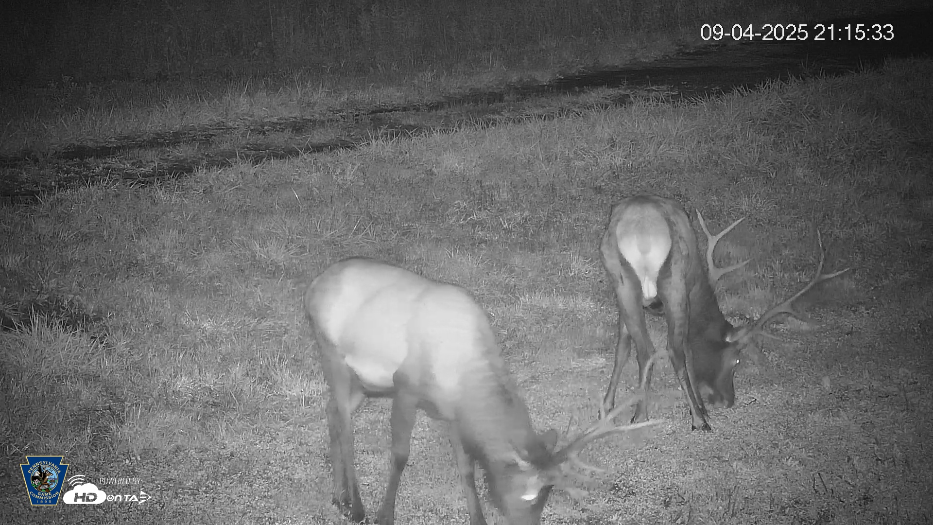Snapshot of Pennsylvania Elk Live Webcam taken Sep 4, 2025, 9:16pm EDT