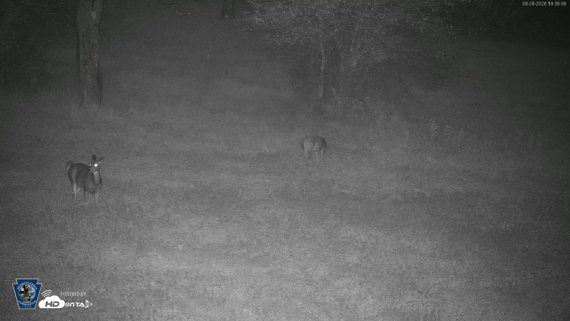 Snapshot of Pennsylvania Elk Live Webcam taken Sep 28, 2026, 7:37pm EDT
