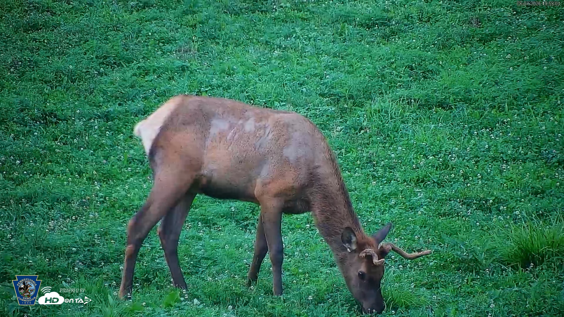 Snapshot of Pennsylvania Elk Live Webcam taken Aug 7, 2026, 7:58pm EDT