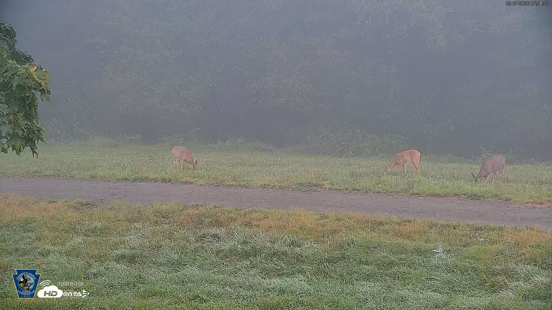 Snapshot of Pennsylvania Elk Live Webcam taken Sep 7, 2026, 7:52am EDT