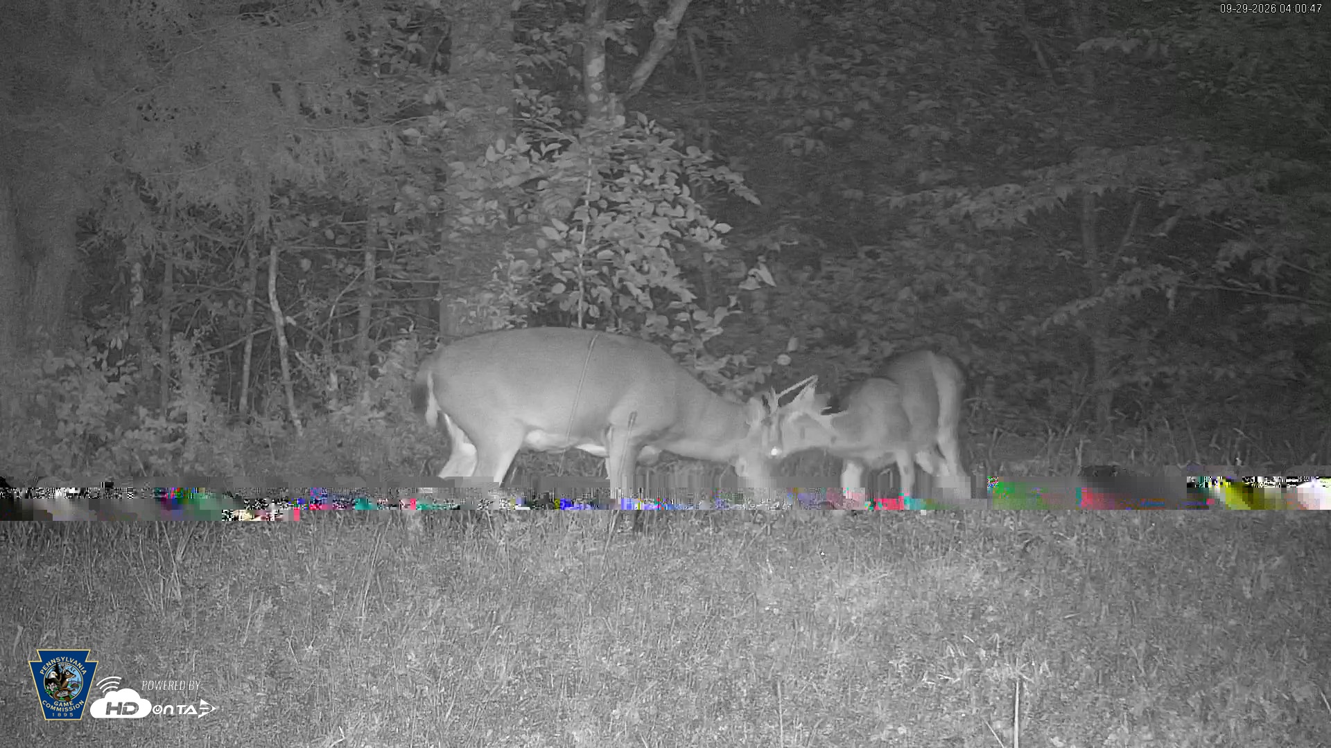 Snapshot of Pennsylvania Elk Live Webcam taken Sep 29, 2026, 4:01am EDT