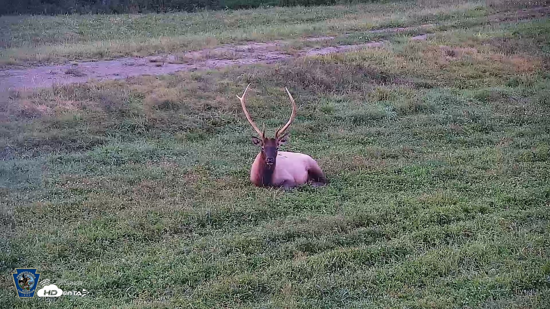 Snapshot of Pennsylvania Elk Live Webcam taken Sep 8, 2026, 7:41pm EDT