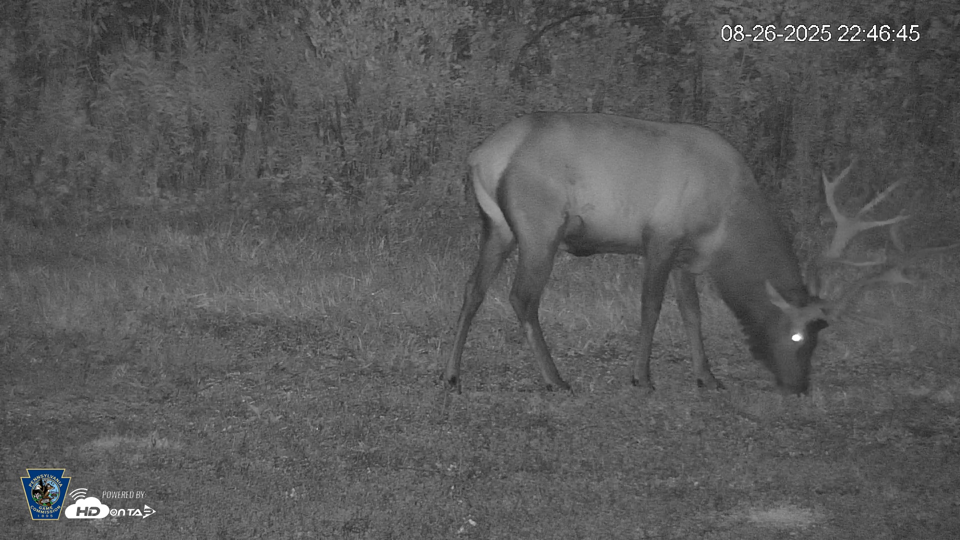 Snapshot of Pennsylvania Elk Live Webcam taken Aug 26, 2025, 10:47pm EDT