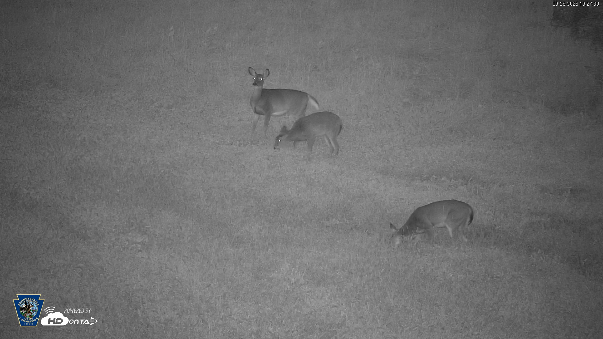 Snapshot of Pennsylvania Elk Live Webcam taken Sep 26, 2026, 7:28pm EDT
