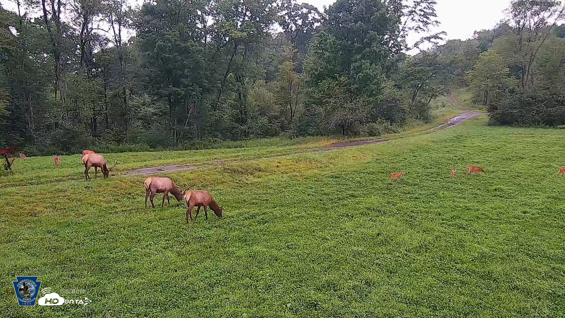 Snapshot of Pennsylvania Elk Live Webcam taken Aug 11, 2026, 7:09am EDT