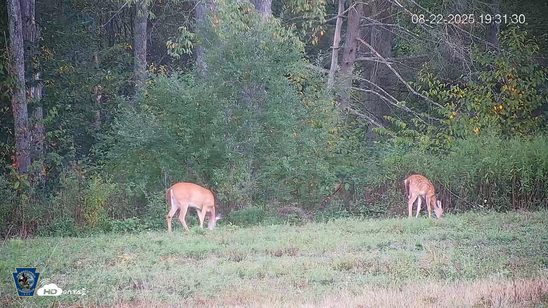 Snapshot of Pennsylvania Elk Live Webcam taken Aug 22, 2025, 7:32pm EDT