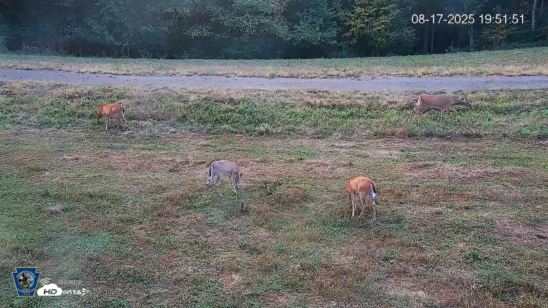 Snapshot of Pennsylvania Elk Live Webcam taken Aug 17, 2025, 7:52pm EDT
