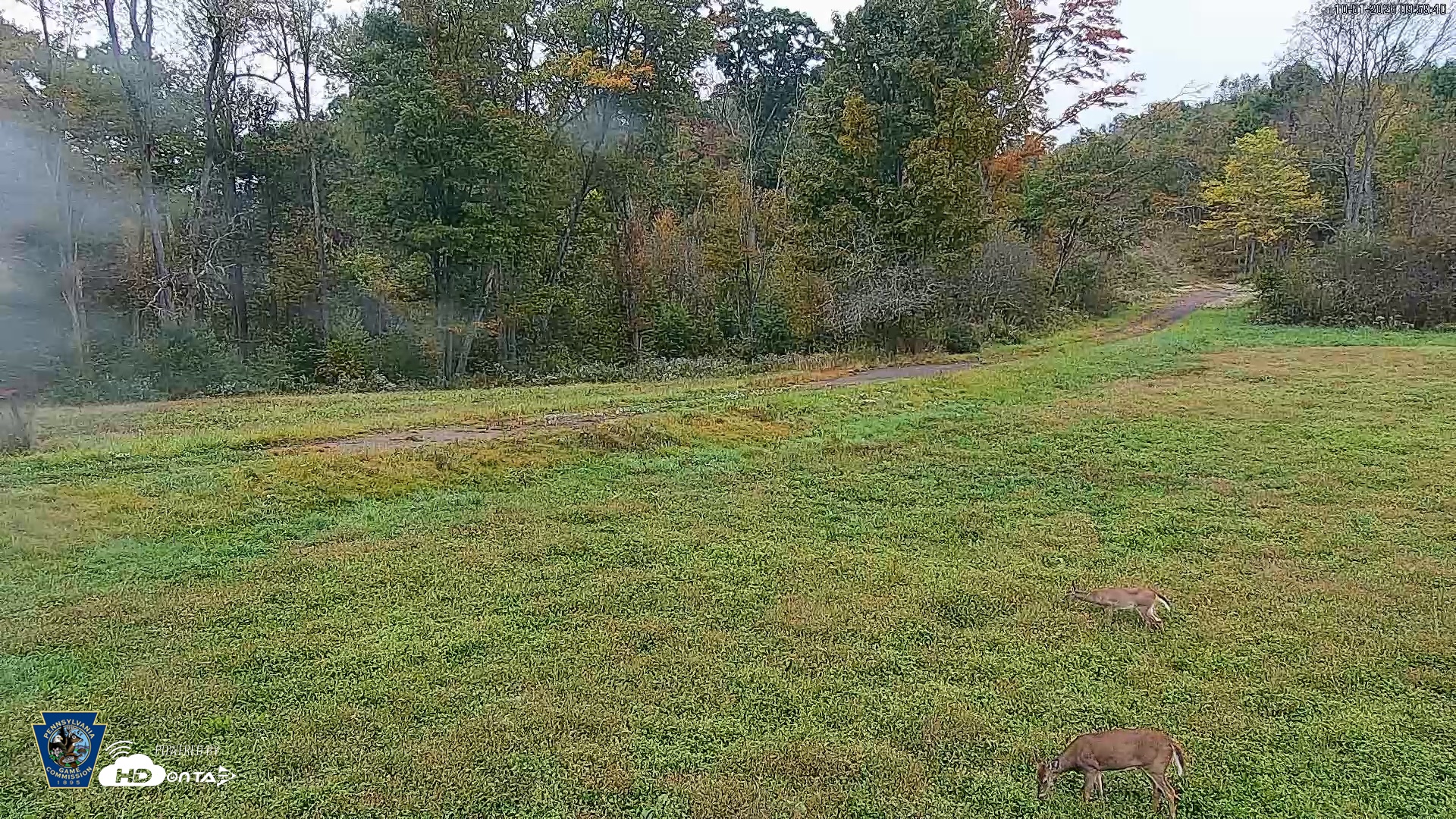 Snapshot of Pennsylvania Elk Live Webcam taken Oct 1, 2026, 10:00am EDT
