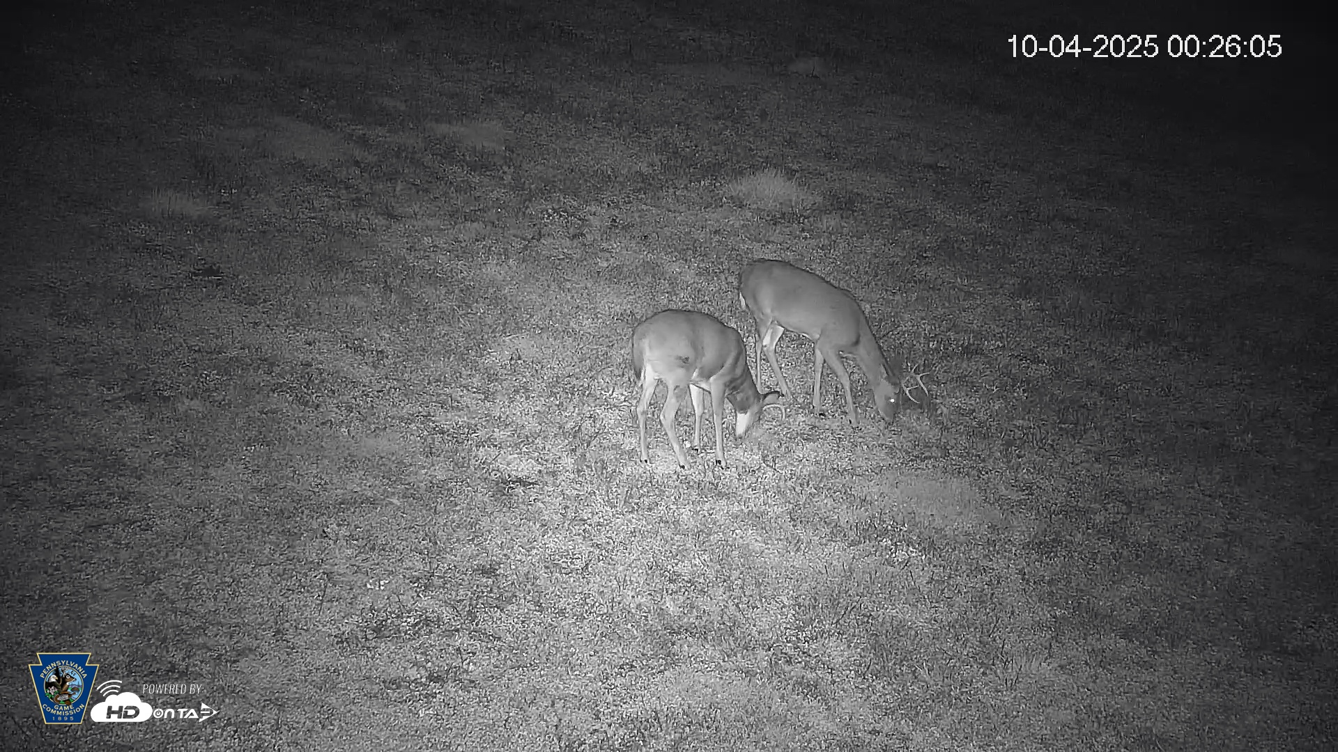 Snapshot of Pennsylvania Elk Live Webcam taken Oct 4, 2025, 12:27am EDT
