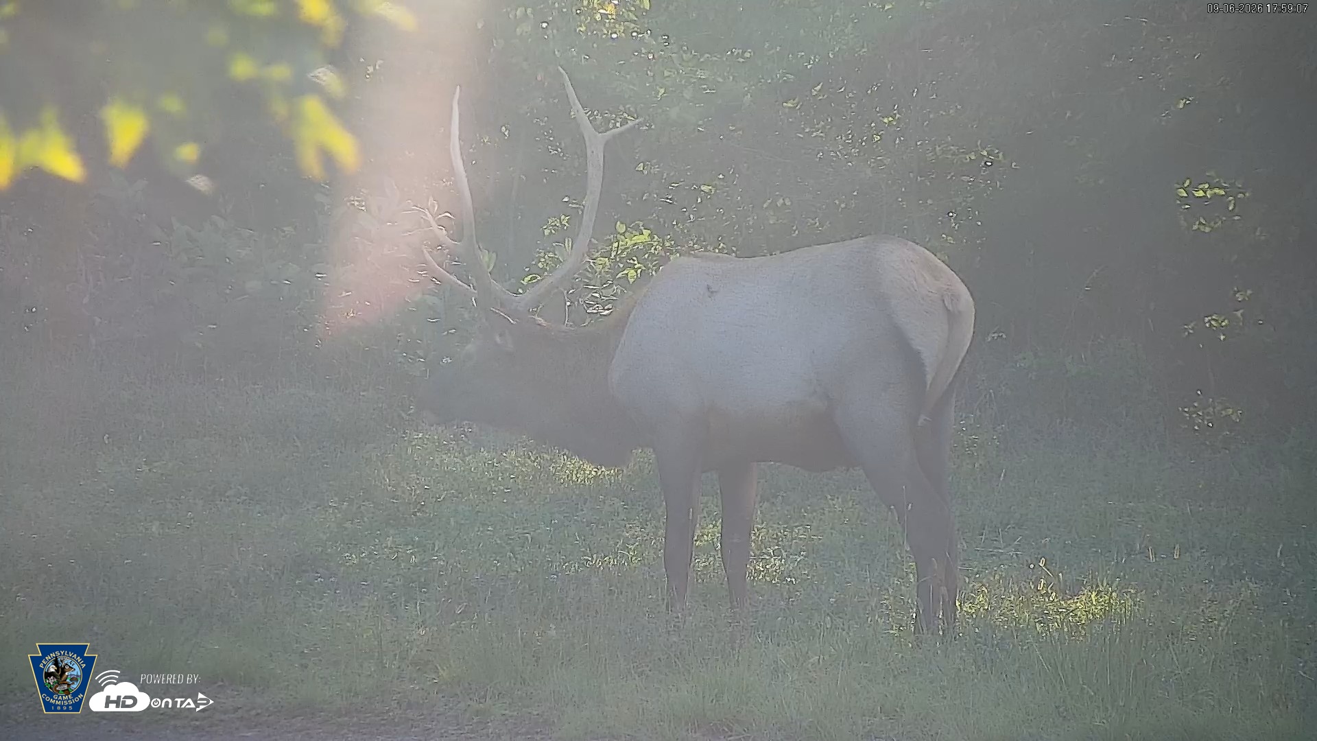 Snapshot of Pennsylvania Elk Live Webcam taken Sep 6, 2026, 5:59pm EDT