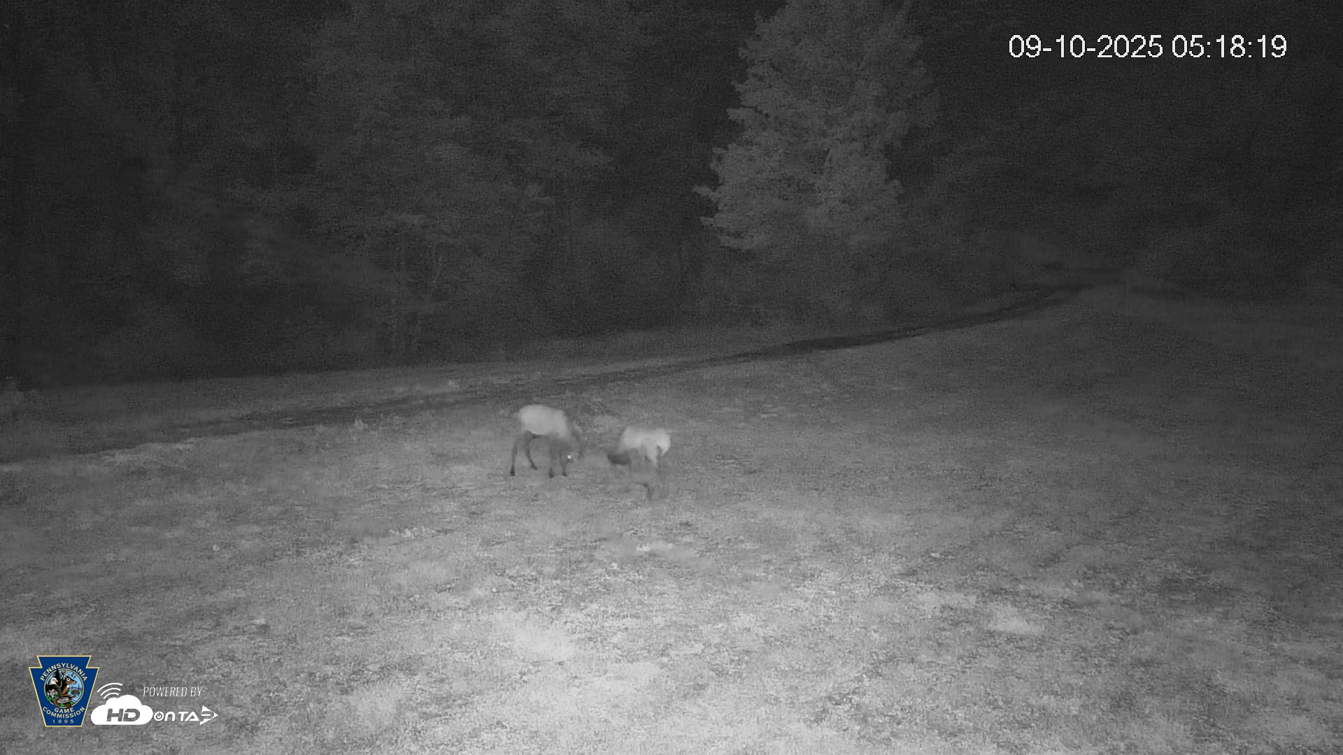 Snapshot of Pennsylvania Elk Live Webcam taken Sep 10, 2025, 5:18am EDT