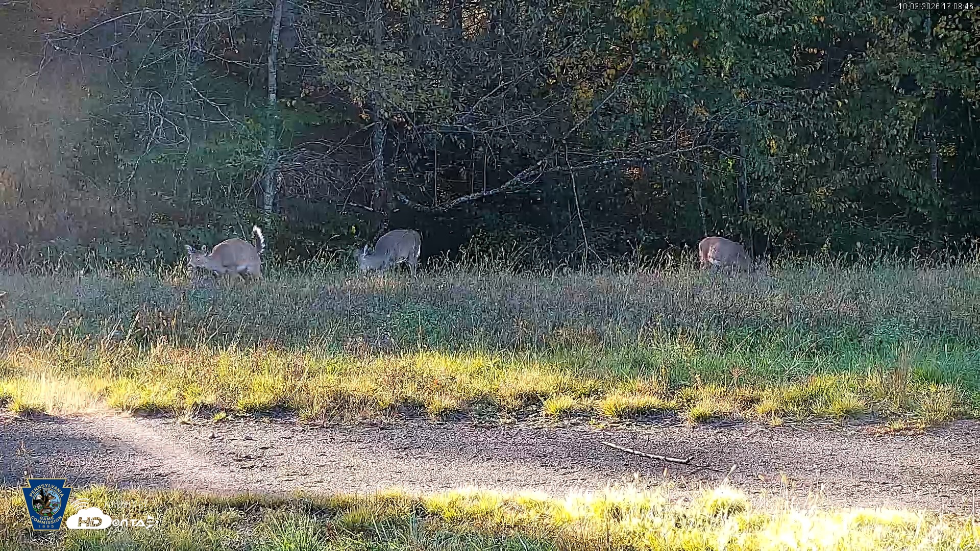 Snapshot of Pennsylvania Elk Live Webcam taken Oct 3, 2026, 5:09pm EDT