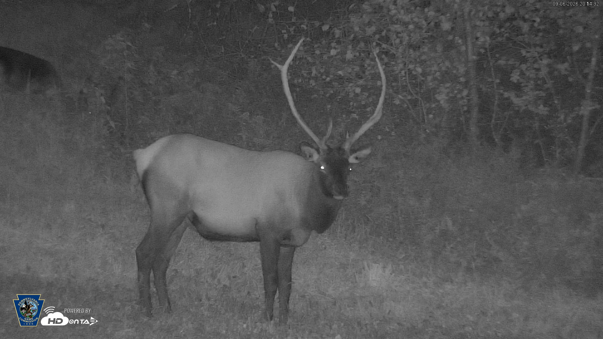 Snapshot of Pennsylvania Elk Live Webcam taken Sep 6, 2026, 8:15pm EDT