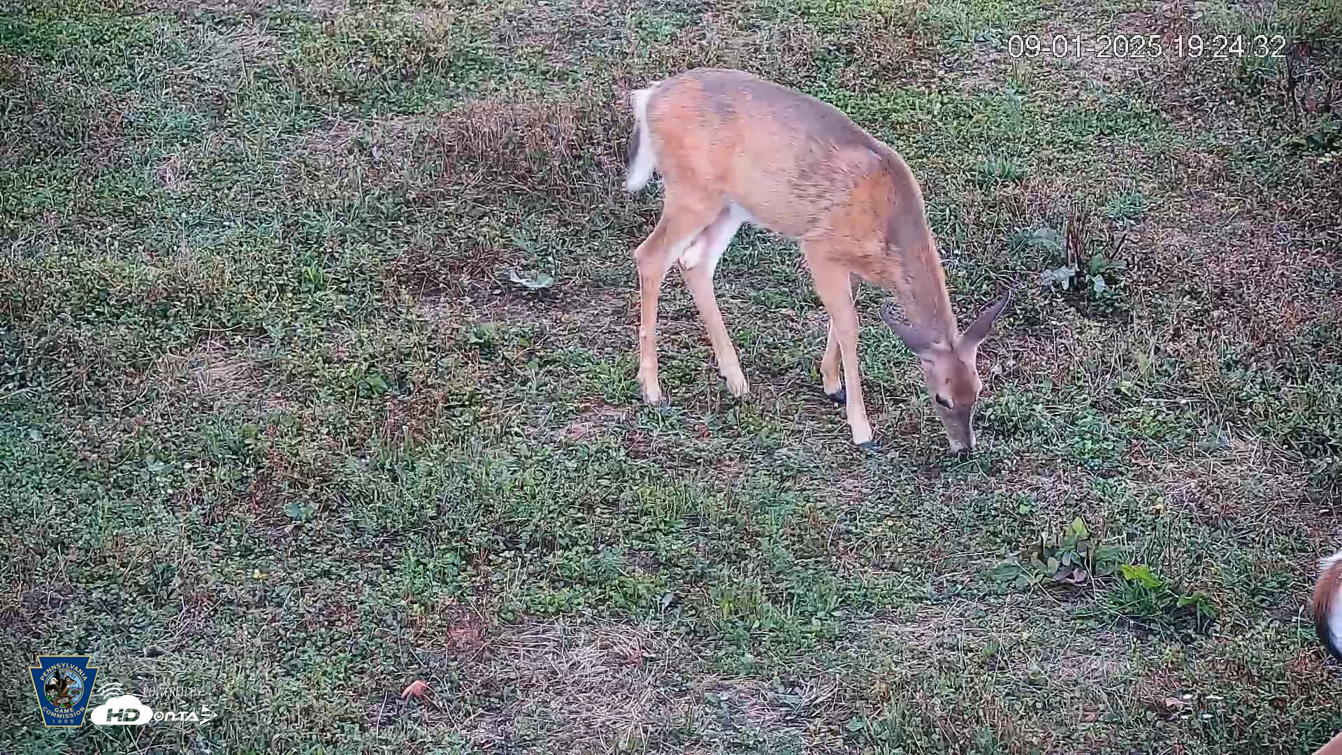 Snapshot of Pennsylvania Elk Live Webcam taken Sep 1, 2025, 7:25pm EDT
