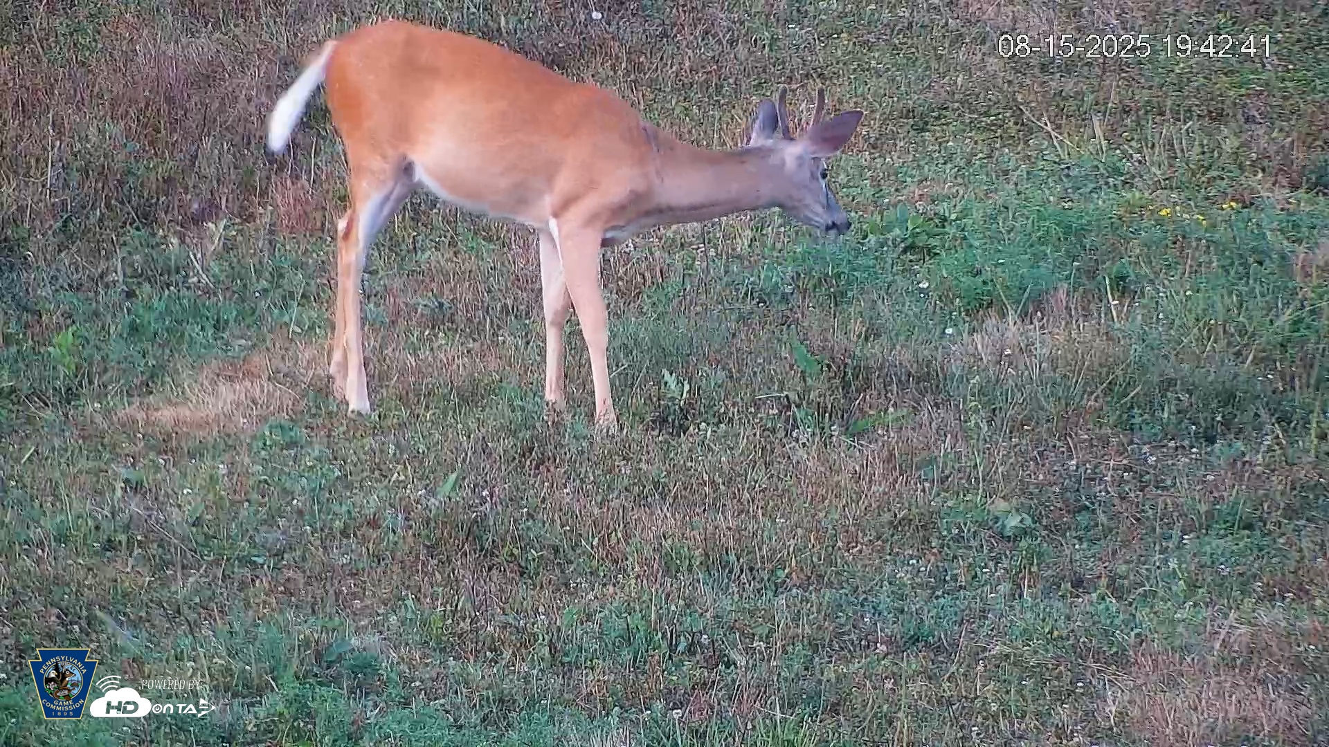 Snapshot of Pennsylvania Elk Live Webcam taken Aug 15, 2025, 7:43pm EDT