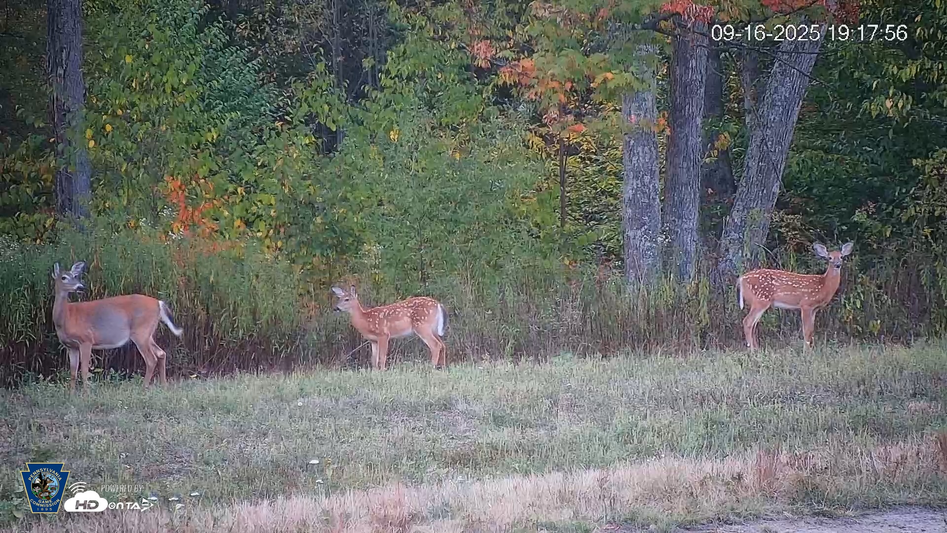 Snapshot of Pennsylvania Elk Live Webcam taken Sep 16, 2025, 7:18pm EDT
