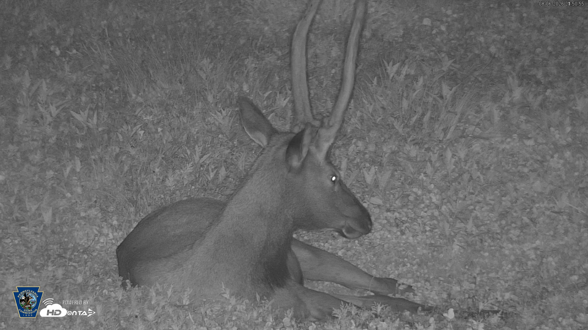 Snapshot of Pennsylvania Elk Live Webcam taken Aug 6, 2026, 9:51pm EDT