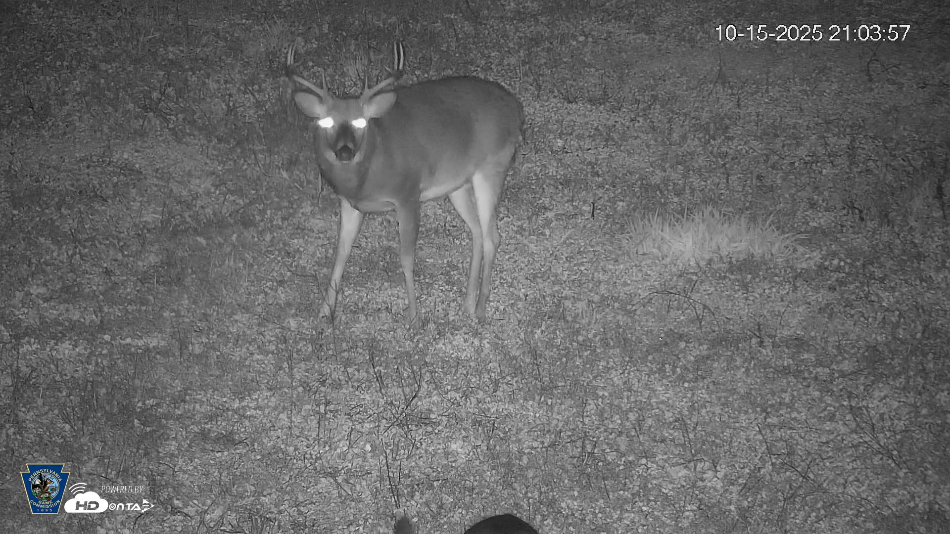 Snapshot of Pennsylvania Elk Live Webcam taken Oct 15, 2025, 9:05pm EDT