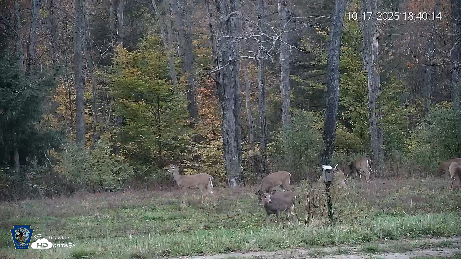 Snapshot of Pennsylvania Elk Live Webcam taken Oct 17, 2025, 6:40pm EDT