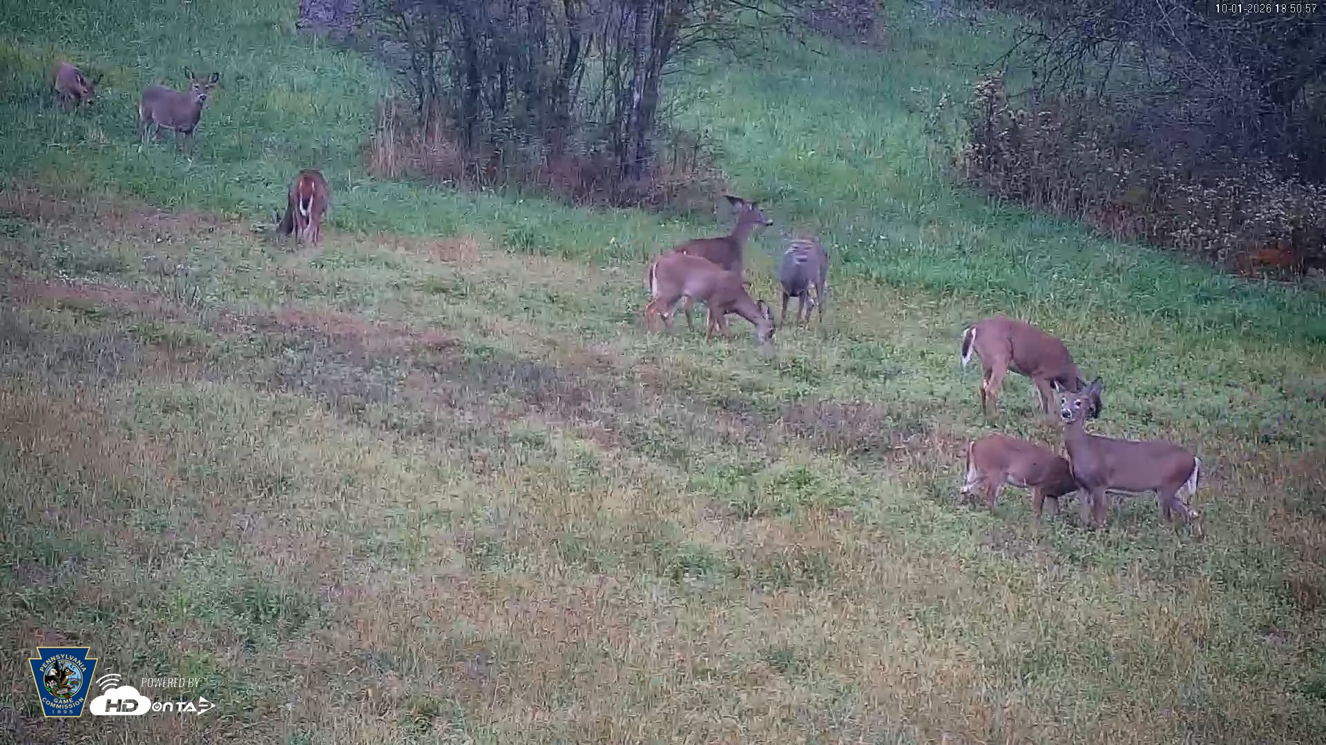 Snapshot of Pennsylvania Elk Live Webcam taken Oct 1, 2026, 6:51pm EDT