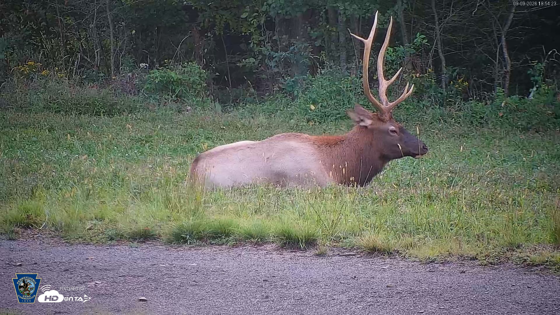 Snapshot of Pennsylvania Elk Live Webcam taken Sep 9, 2026, 6:55pm EDT