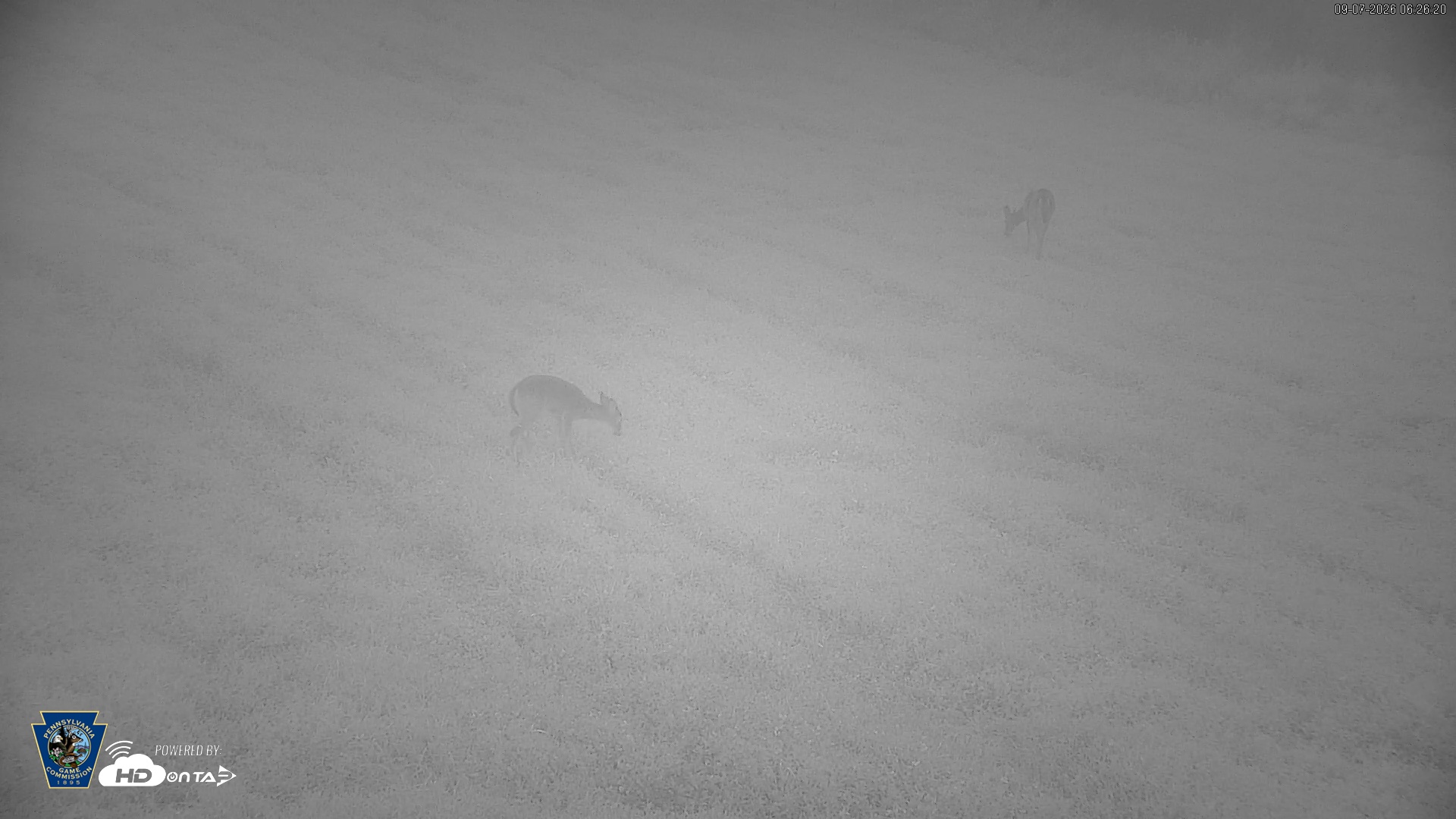 Snapshot of Pennsylvania Elk Live Webcam taken Sep 7, 2026, 6:27am EDT