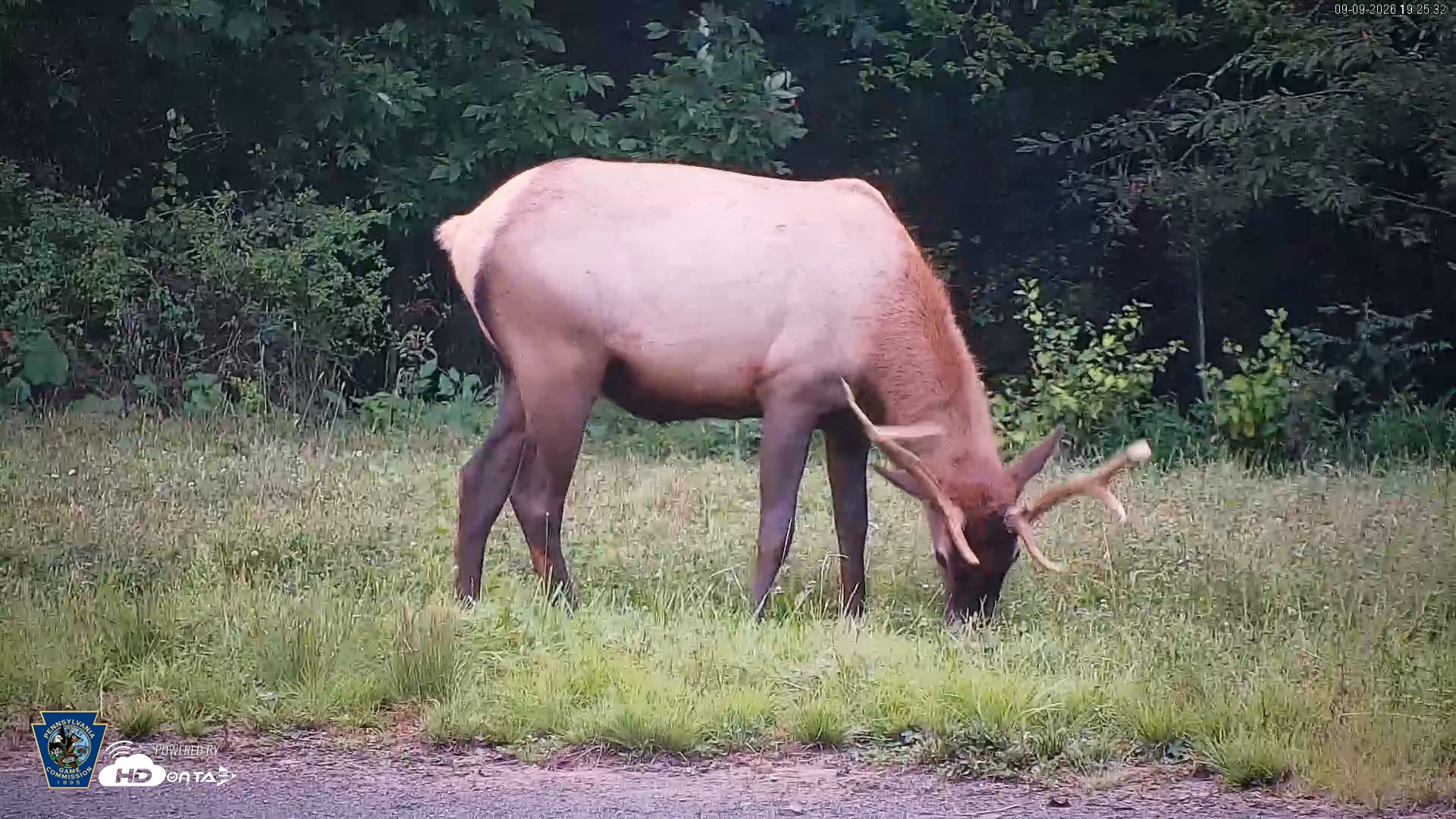 Snapshot of Pennsylvania Elk Live Webcam taken Sep 9, 2026, 7:26pm EDT