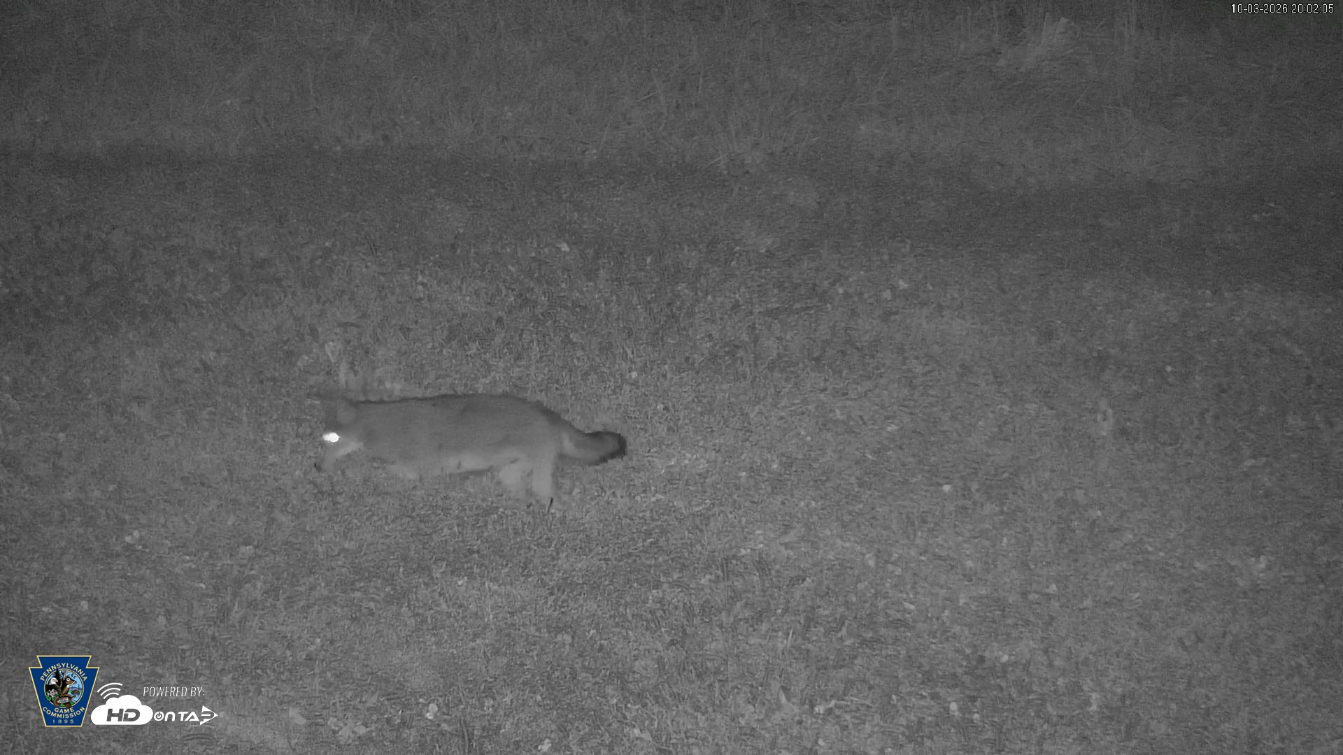 Snapshot of Pennsylvania Elk Live Webcam taken Oct 3, 2026, 8:02pm EDT
