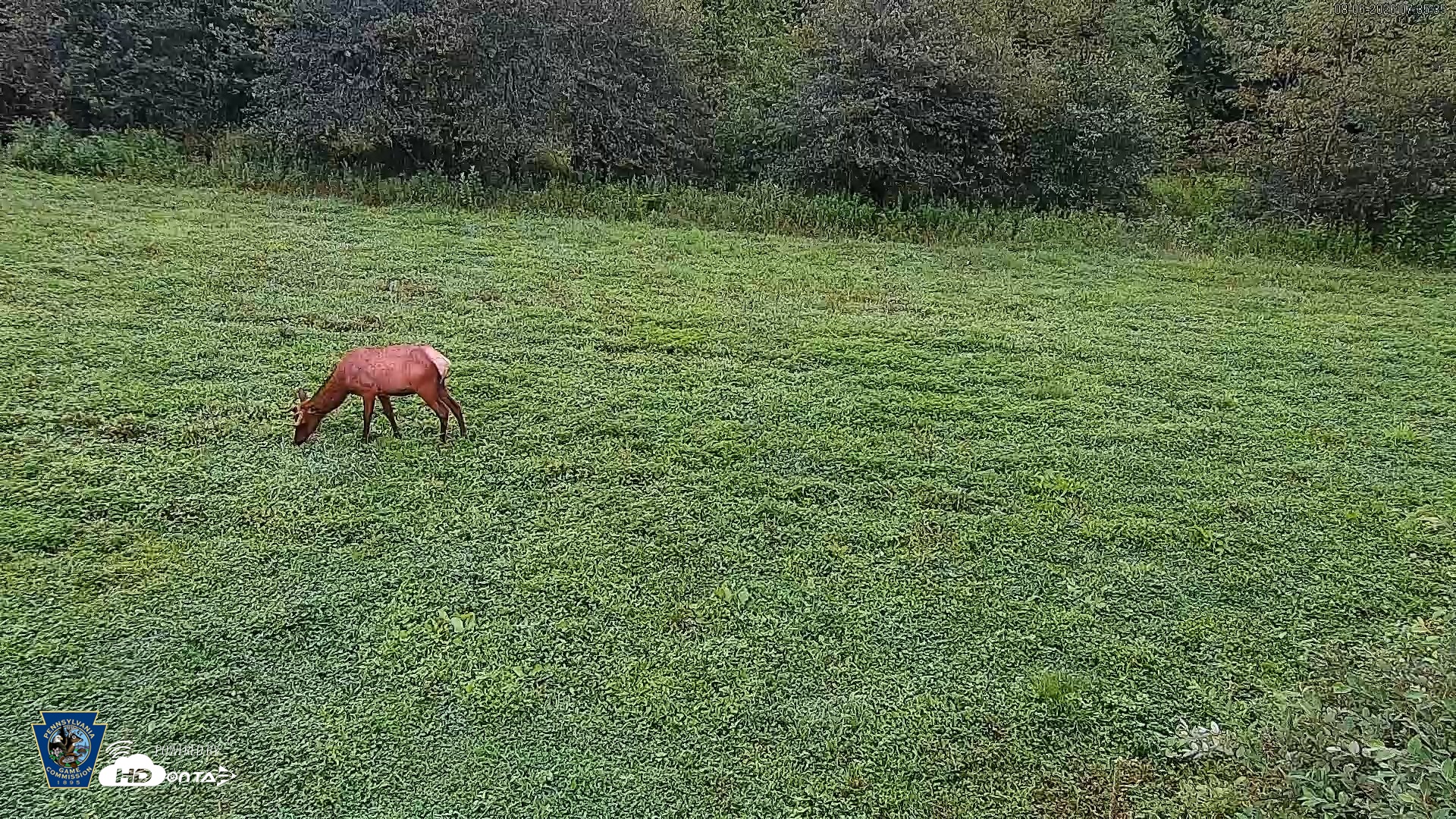 Snapshot of Pennsylvania Elk Live Webcam taken Aug 6, 2026, 7:36am EDT