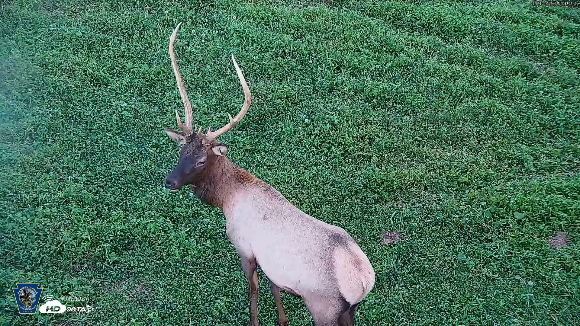 Snapshot of Pennsylvania Elk Live Webcam taken Sep 6, 2026, 7:40pm EDT
