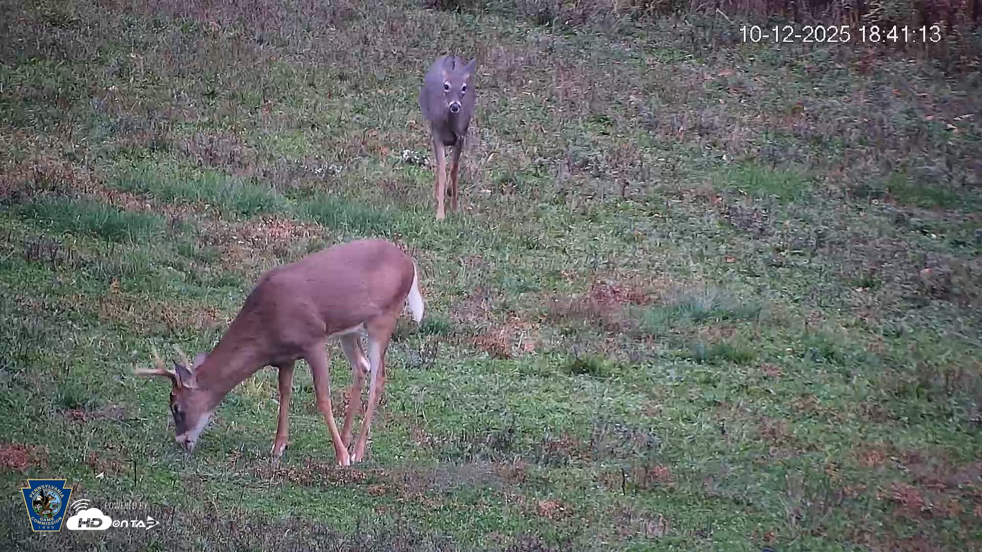Snapshot of Pennsylvania Elk Live Webcam taken Oct 12, 2025, 6:41pm EDT