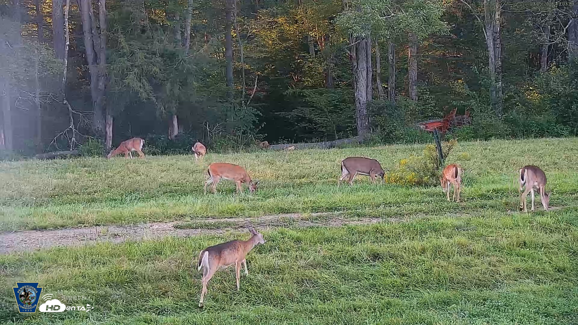 Snapshot of Pennsylvania Elk Live Webcam taken Sep 5, 2026, 7:04pm EDT