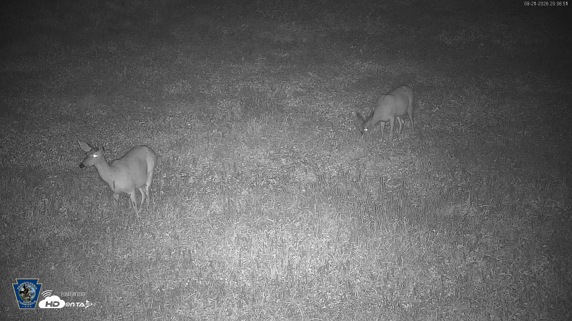 Snapshot of Pennsylvania Elk Live Webcam taken Aug 21, 2026, 8:37pm EDT