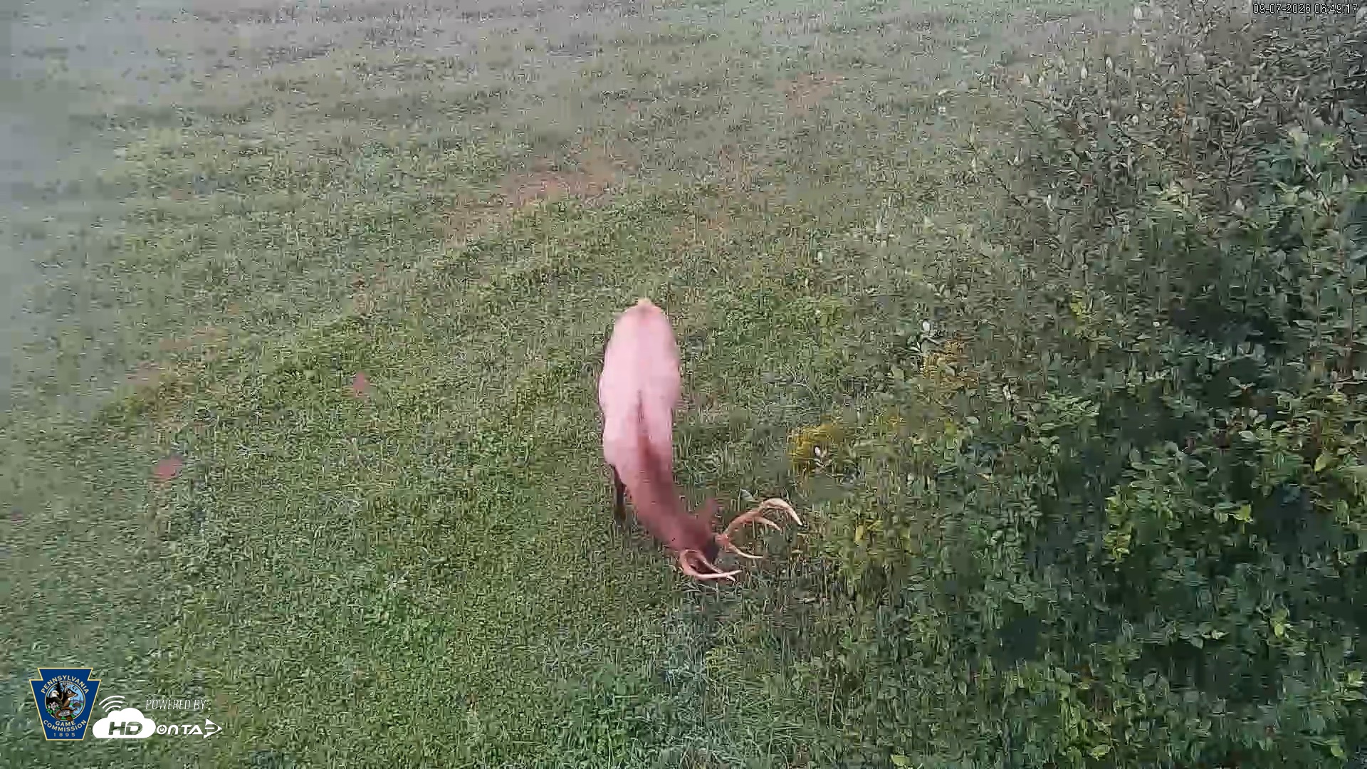 Snapshot of Pennsylvania Elk Live Webcam taken Sep 7, 2026, 6:50am EDT