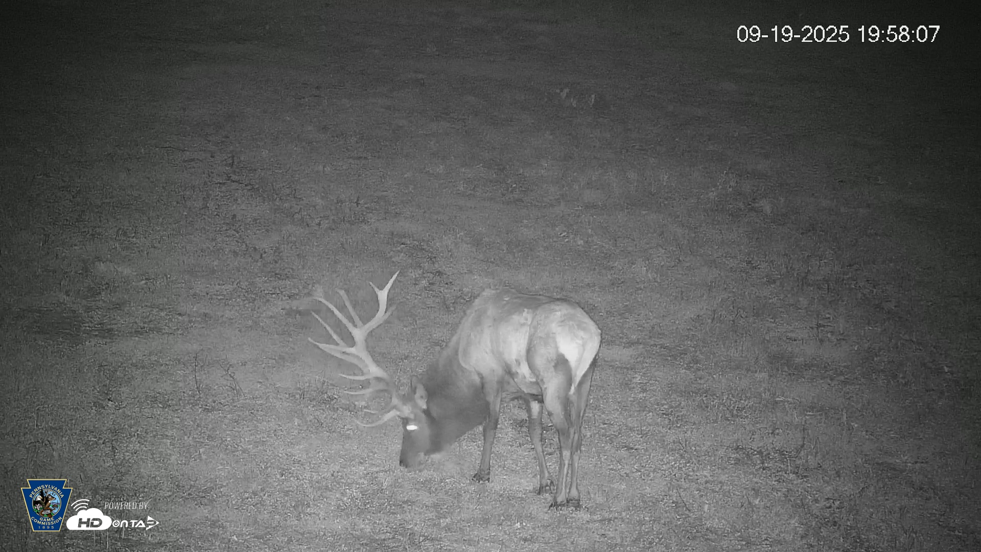 Snapshot of Pennsylvania Elk Live Webcam taken Sep 19, 2025, 7:58pm EDT
