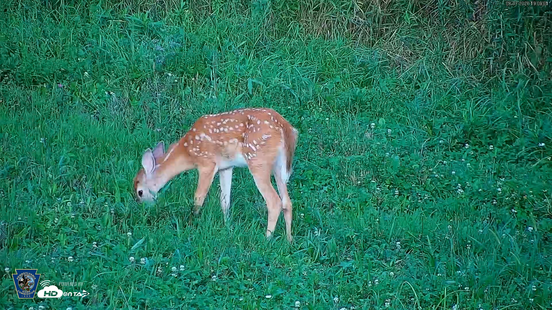 Snapshot of Pennsylvania Elk Live Webcam taken Aug 7, 2026, 7:10pm EDT