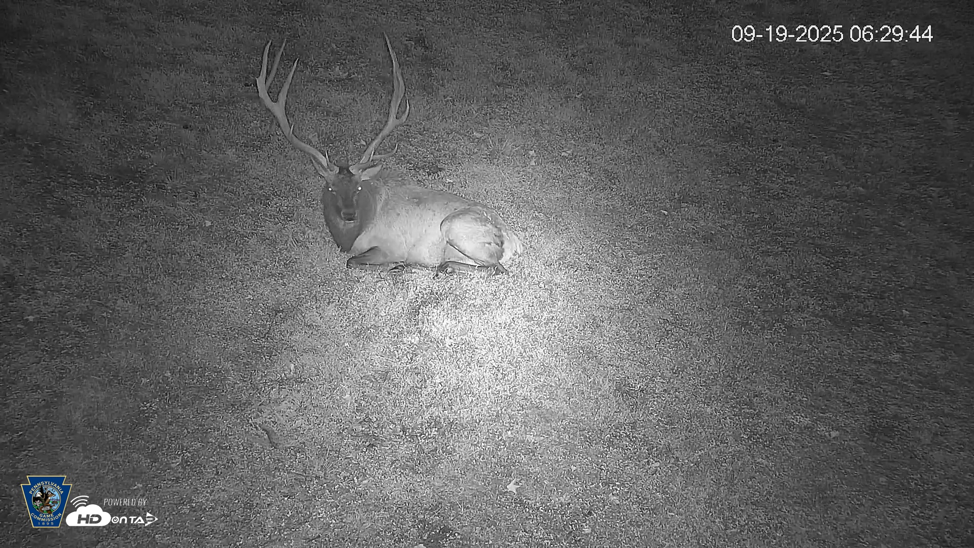 Snapshot of Pennsylvania Elk Live Webcam taken Sep 19, 2025, 6:30am EDT