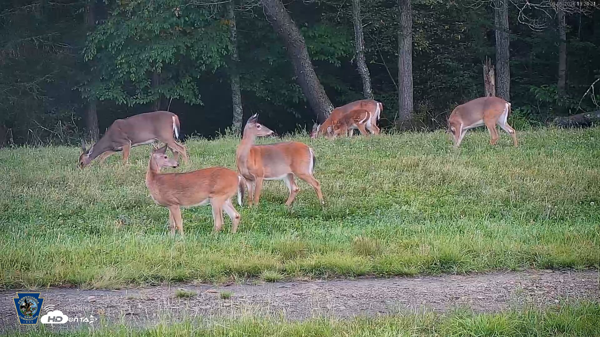 Snapshot of Pennsylvania Elk Live Webcam taken Sep 5, 2026, 7:25pm EDT